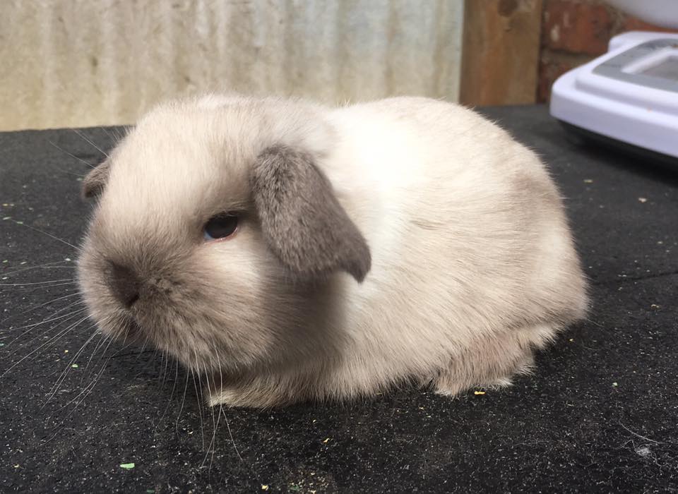 Kreisjugendschau in Gescher