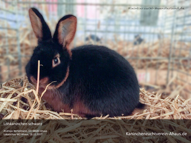 Lohkaninchen_schwarz_1920x1440