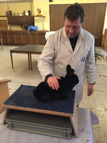 W2-Ahaus-Lokalschau2017-10 Christian Herbers bei der Bewertung eines Alaska Kaninchens.