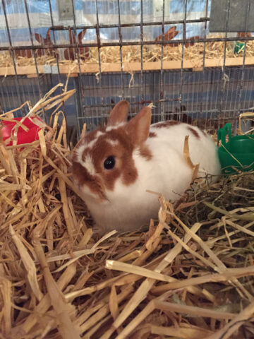 W2-Ahaus-Lokalschau2017-13 "Schneeflocke" - außer Konkurrenz ;-)