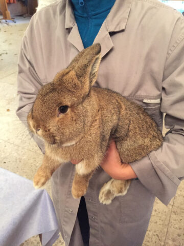 W2-Ahaus-Lokalschau2017-14 Ein prächtiger Kleinsilber graubraun