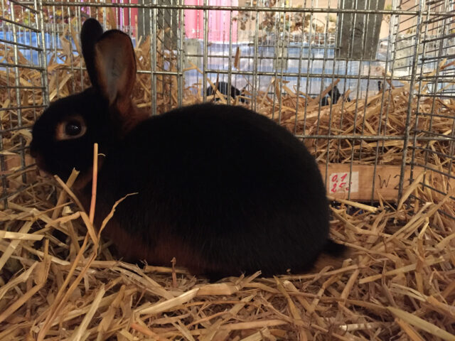 W2-Ahaus-Lokalschau2017-15 Ein sehr schöner Vertreter der Rasse Lohkaninchen schwarz.