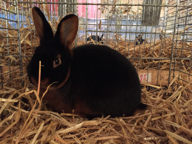 W2-Ahaus-Lokalschau2017-16 Lohkaninchen schwarz, junger Rammler.