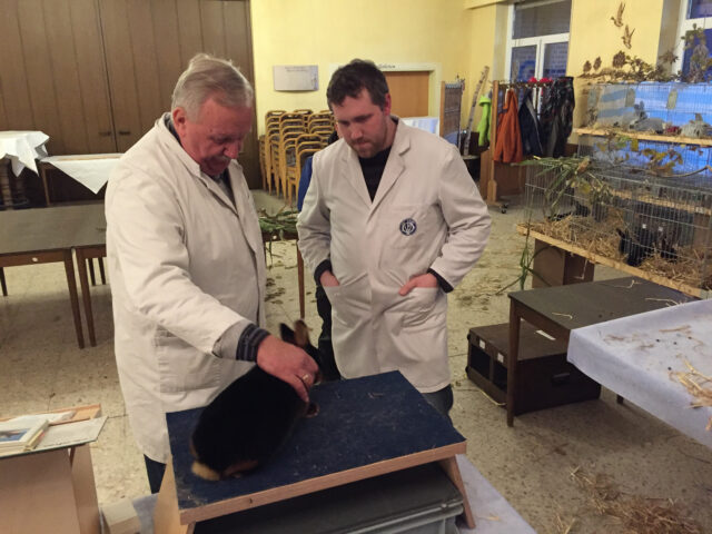 W2-Ahaus-Lokalschau2017-18 Hier geht es um eine hohe Bewertung. Johann Vrielink und Christian Herbers mit einem Lohkaninchen schwarz.