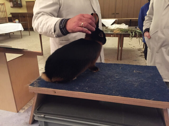 W2-Ahaus-Lokalschau2017-19 Lohkaninchen schwarz während der Bewertung.