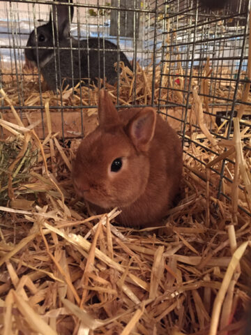 W2-Ahaus-Lokalschau2017-20 Ein Altrammler der Rasse Farbenzwerg rot.