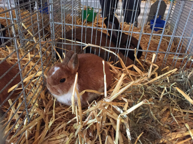 W2-Ahaus-Lokalschau2017-31 Neuzüchtung: Farbenzwerg mantelgescheckt rot-weiß (außer Konkurrenz).