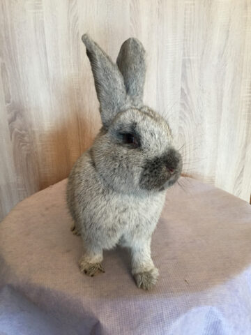 W2-Ahaus-Lokalschau2017-32 Ein prächtiger Vertreter der Rasse Helle Großsilber.