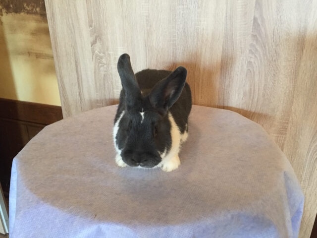 W2-Ahaus-Lokalschau2017-33 Mecklenburger Schecken blau-weiß