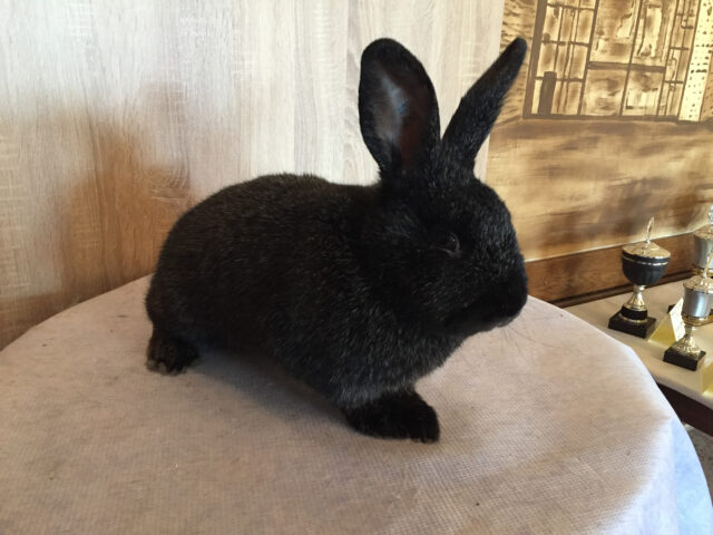 W2-Ahaus-Lokalschau2017-35 Deutsche Großsilber schwarz.