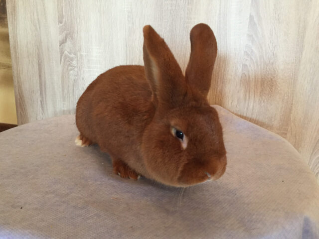 W2-Ahaus-Lokalschau2017-36 Ein kräftiger Vertreter der Rasse Rote Neuseeländer.