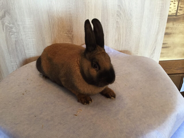 W2-Ahaus-Lokalschau2017-37 Thüringer von Katrin Wigger.