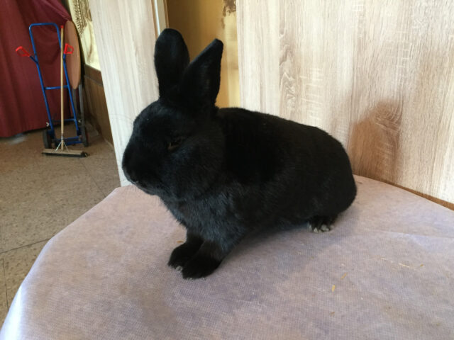 W2-Ahaus-Lokalschau2017-38 Jörg Honekamp präsentierte seine Alaska.