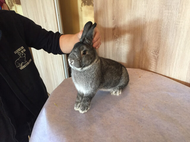 W2-Ahaus-Lokalschau2017-39 Kleinchinchilla.