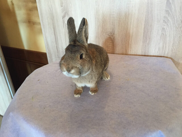 W2-Ahaus-Lokalschau2017-40 Kleinsilber graubraun