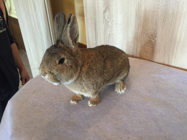 W2-Ahaus-Lokalschau2017-41 Kleinsilber graubraun