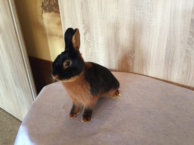 W2-Ahaus-Lokalschau2017-42 Lohkaninchen schwarz