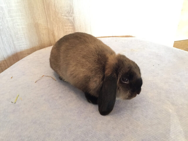 W2-Ahaus-Lokalschau2017-43 Zwergwidder marderfarbig braun