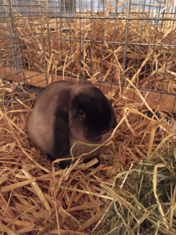 W2-Ahaus-Lokalschau2017-7 Zwerg Widder marderfarbig braun