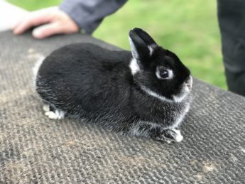 Junghäsin von Marc Beckmann - Farbenzwerg weißgrannen schwarz
