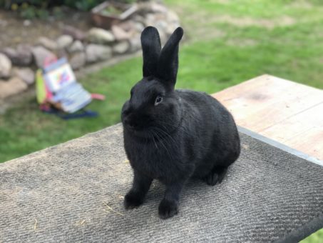 Alaska, Junghäsin - Züchter: Jörg und Juliana Honekamp